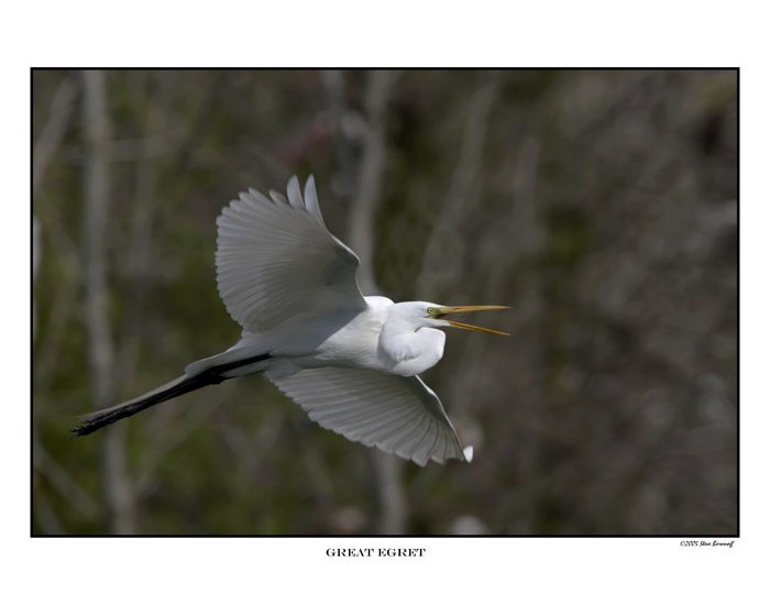 177 great egret.jpg